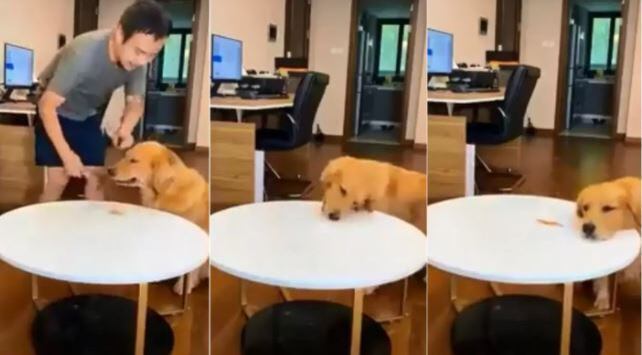 Cachorro substituiu petisco deixado por dono ao sair da sala