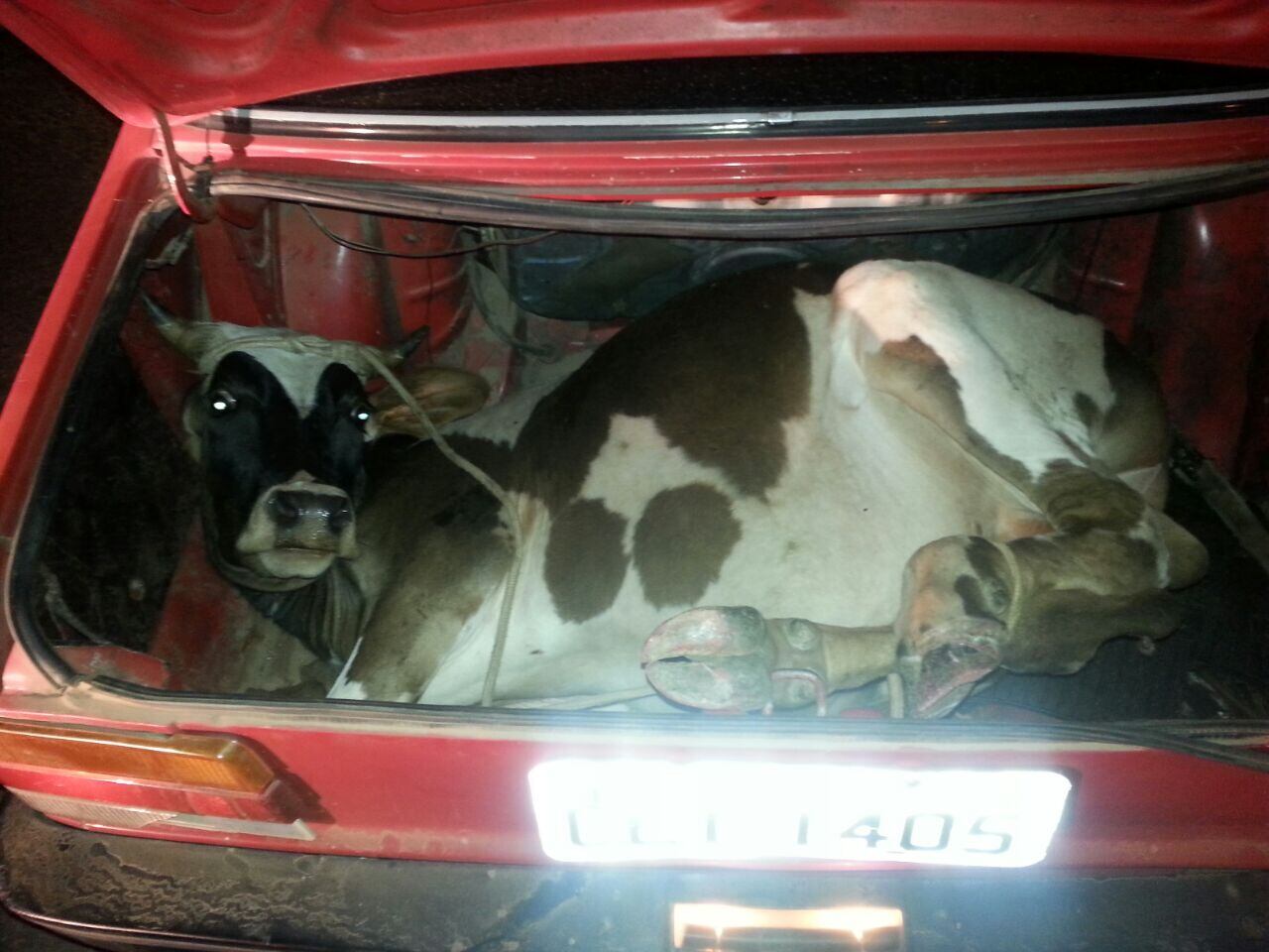 Boi saiu de Caxias do Sul e seria levado para Lajeado