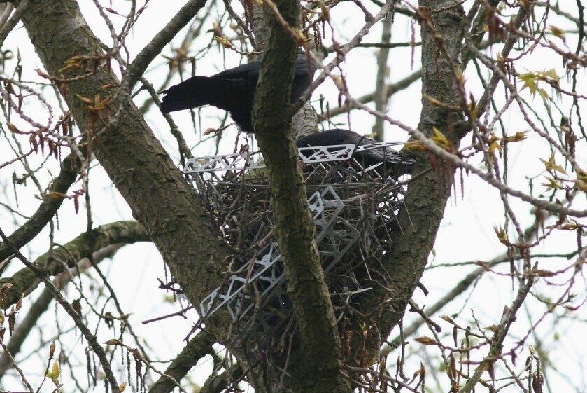 Aves usam armadilhas para deixar os próprios ninhos mais protegidos