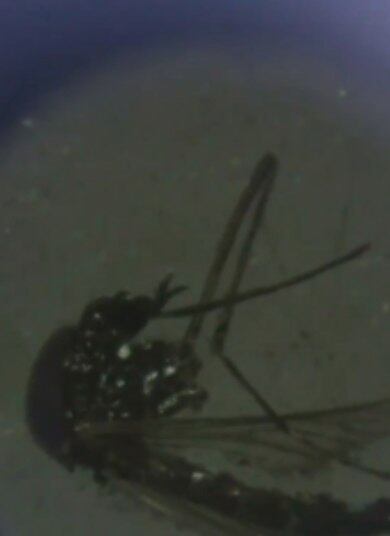 Somente em 2019, 30 pessoas morreram de dengue em Belo Horizonte (MG) e foram confirmados mais de 116 mil casos da doença