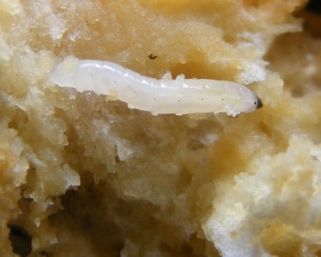 Estudante chegou a tomar uma colher de cereal com leite