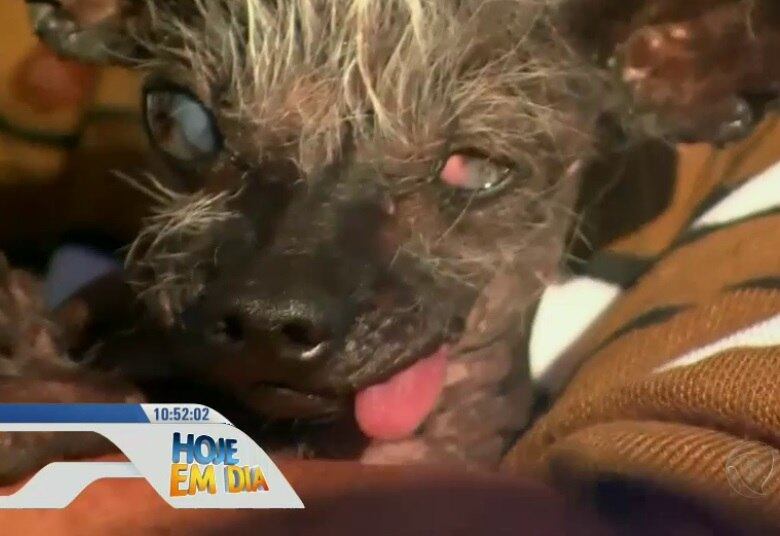 A grande vencedora de 2016 desta competição que acontece nos
Estados Unidos foi a cadelinha Sweepee Rambo, que é pequena, bem magrinha e
quase não tem pelo no corpo

• Assista ao Hoje em Dia na íntegra? Acesse o R7.com/Play 
