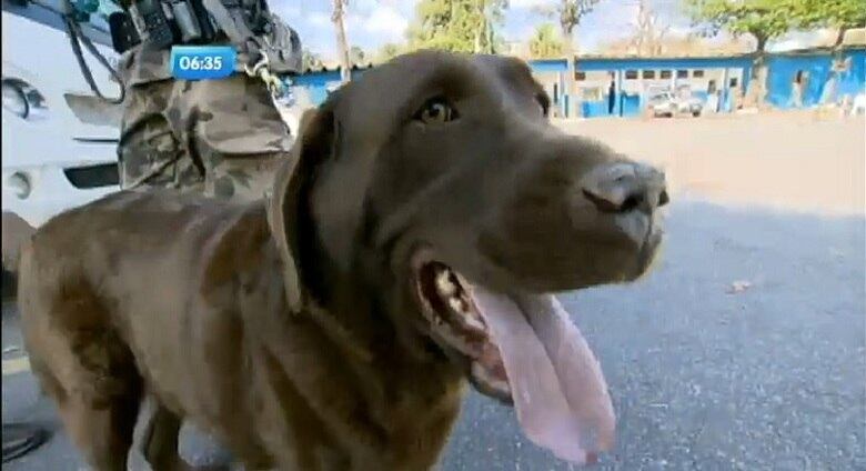 Todos os animais têm pedigree e são extremamente dóceis