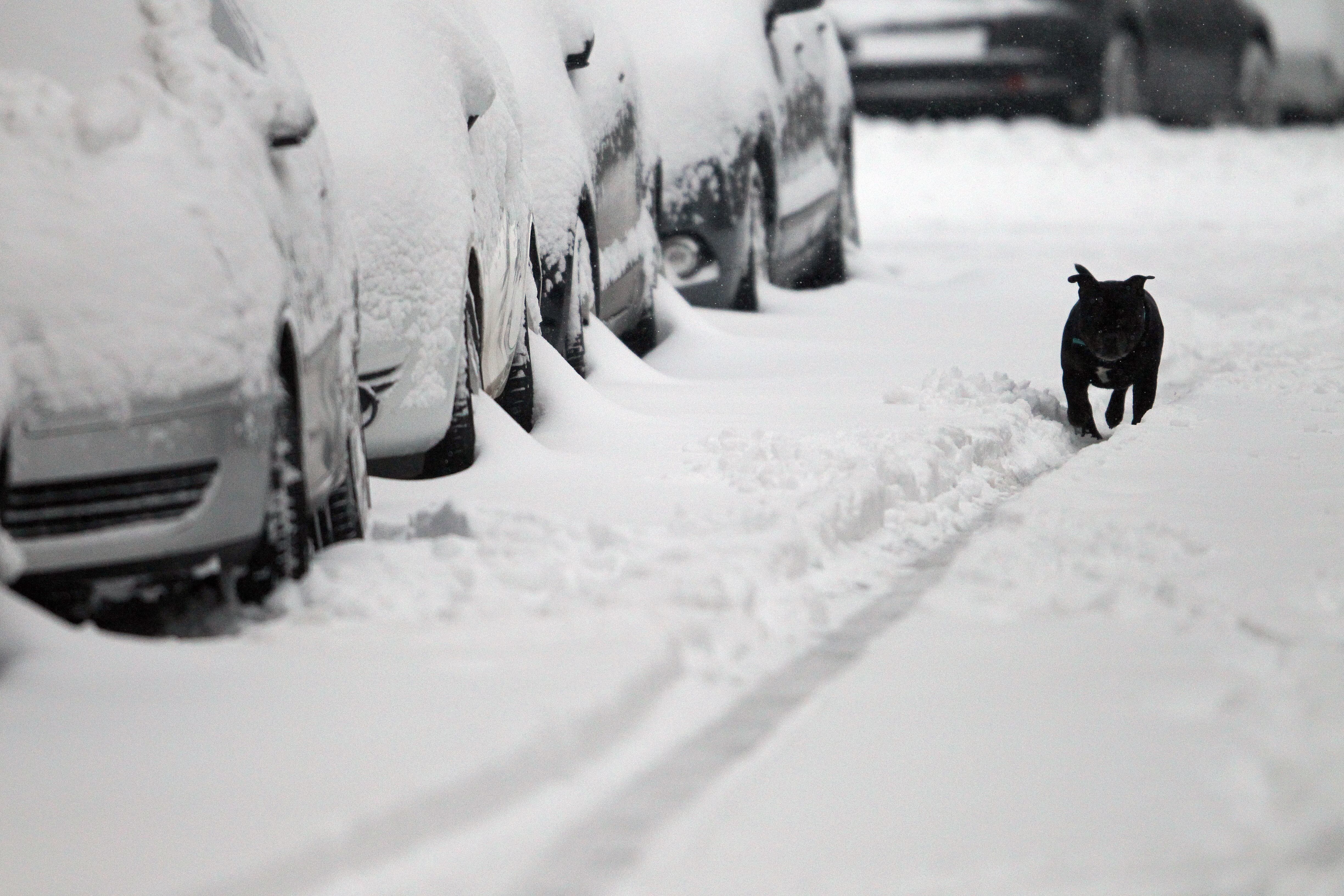 Após forte nevasca no noroeste da França, estradas ficaram bloqueadas e carros acabaram presos em uma camada de quase 60 cm de neve. No entanto, o cachorro mostrou habilidade e destreza ao caminhar ao lado dos veículos durante frio intenso