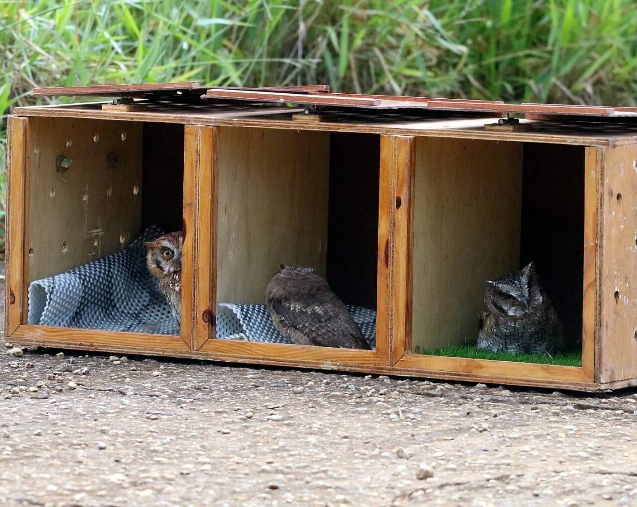 Psitacídeos como periquitos-verdes e passariformes (corujinhas-do-mato, sabiás-laranjeira, rolinhas e bem-te-vis) formam os maiores grupos de solturas, seguidos por mamíferos, como gambás-de-orelha-preta, e por teiús, uma espécie de réptil