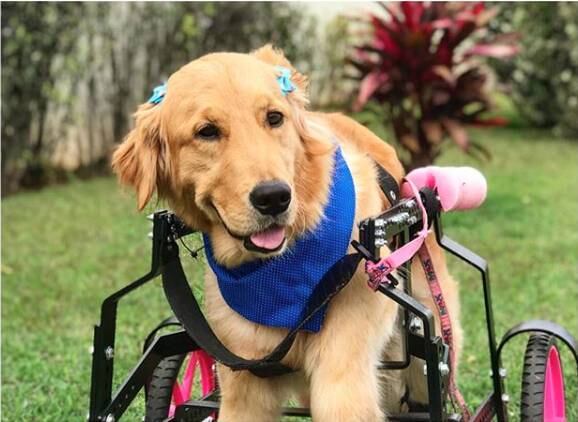 Linda, estilosa e fotogênica, Olívia é uma golden retriever com mais de 50 mil seguidores. Com apenas um ano e meio, Olívia tem tudo o que um cãozinho poderia querer. Mas a verdade é que sua infância foi um pouco difícil