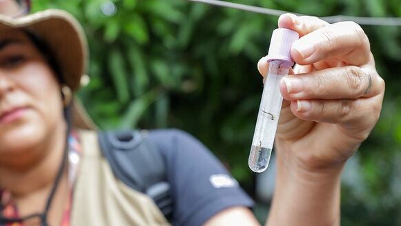 Combate a dengue no DF