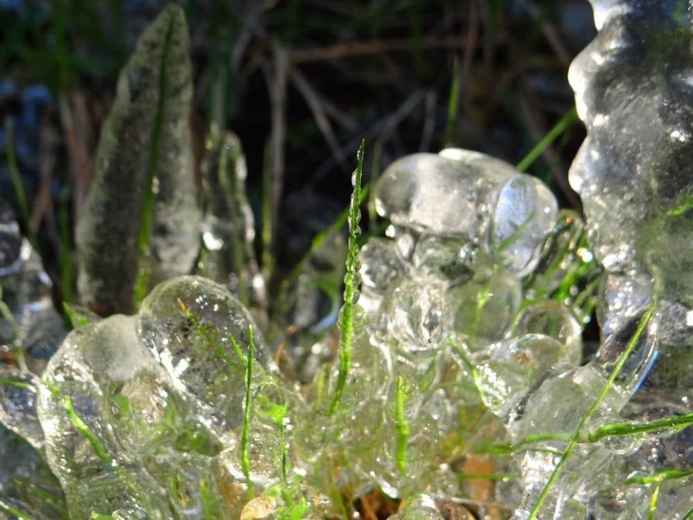 O gelo formou imagens que lembram cogumelos transparentes