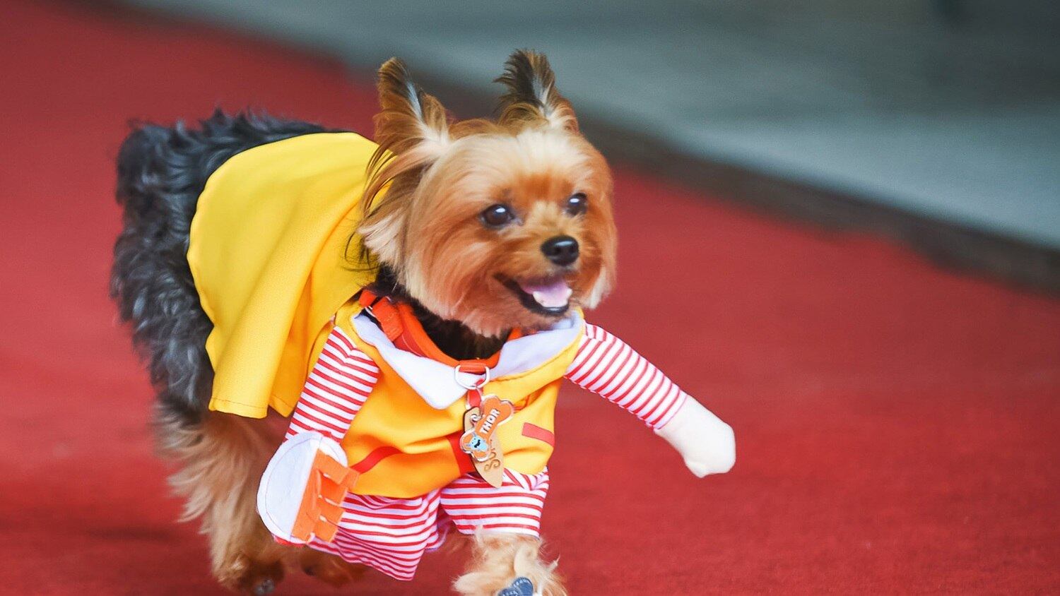 O yorkshire Thor ganhou "bracinhos" de pano, um charme