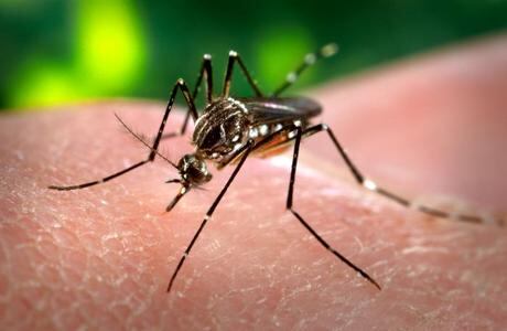 A dengue é transmitida pelo mosquito Aedes aegypti