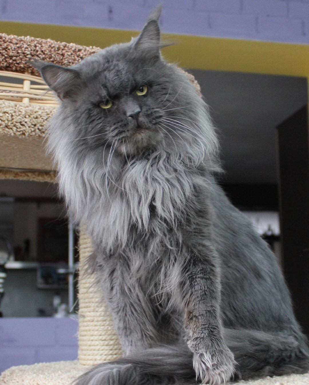 Eles são adoráveis, mas têm um olhar humano um pouco apavorante. Os incomuns Maine Coons são uma raça apelidada de 'gigantes gentis', uma vez que são conhecidos por serem os maiores gatos do mundo. No Instagram, eles fazem sucesso em uma conta de 83 mil seguidores, criada pela russa Tatyana Rastorgueva