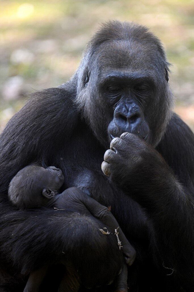BRAZIL-ZOO-GORILLA
Western lowland gorilla Imbi and her baby gorilla are seen at the zoo in Belo Horizonte, Brazil, on September 24, 2021. The baby gorilla was born on September 3, 2021, and is the fifth of the species -which appears on the International Union for Conservation of Nature (IUCN) red list as critically endangered- to be born in the zoo, the only one in South America to succeed in breeding the species.
DOUGLAS MAGNO / AFP