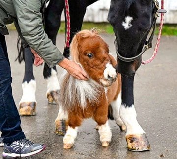 Pumuckel foi adotado em 2020, quando ele tinha cinco meses de idade