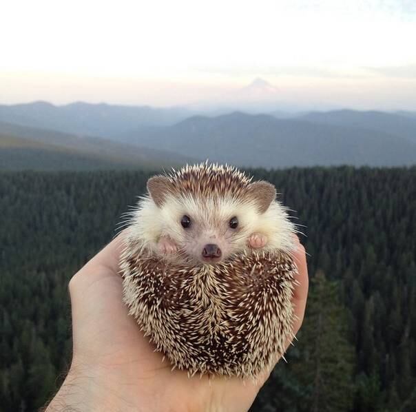 O Instagram do porco espinho viajante é @biddythehedgehog e nós mal podemos esperar para ver qual será a sua próxima viagem!