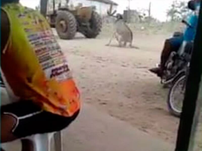 Animal ficou bastante ferido e foi socorrido por populares