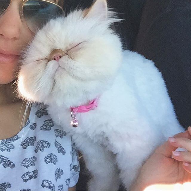A gata ama os animais!