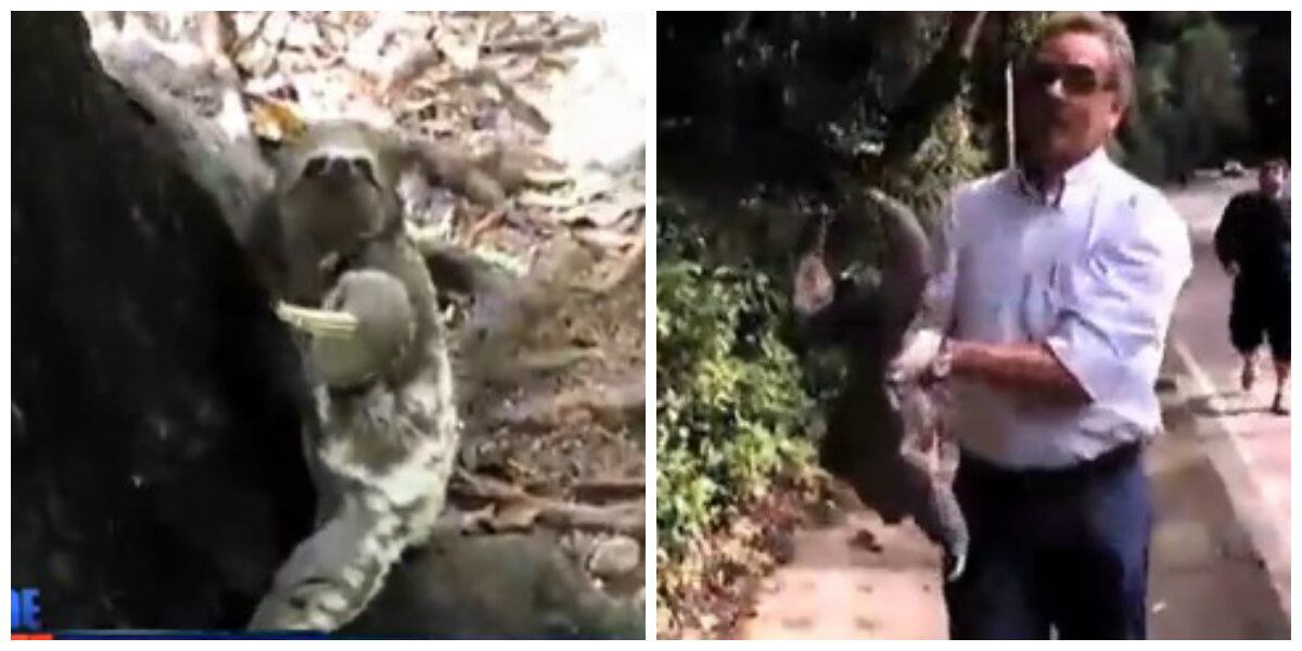 Bicho preguiça foi deixado na base de uma árvore após ser retirado do meio da rua na zona norte da capital