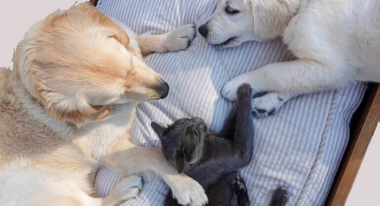 Lei terminará com a impunidade dos abusadores de animais