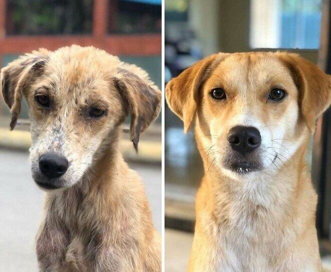 O antes e depois de cachorros que foram resgatados das ruas ou de lugares em que sofriam maus tratos é impressionante, e provam o quanto cuidado e amor podem transformar a vida de um animal. Lucy, por exemplo, foi resgatada há apenas um mês e a transformação salta aos olhos, a cadela parece muito mais saudável e feliz

