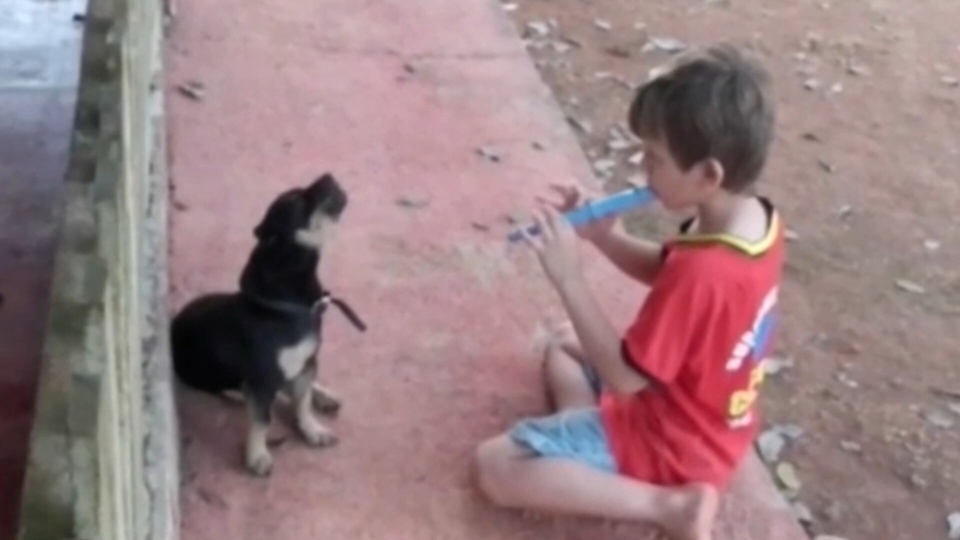 Dueto especial! Cachorro surpreende ao 'cantar' enquanto criança toca flauta; assista
