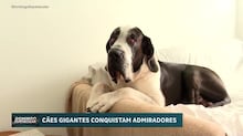 Conheça Loki, um dogue alemão que pesa 80 kg e adora passear de carro