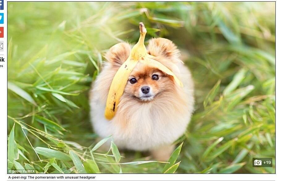 E onde será que está a banana desta casca? A cara de culpa dele parece entregar