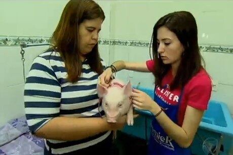 Minipig já virou febre nas casas especializadas do Brasil