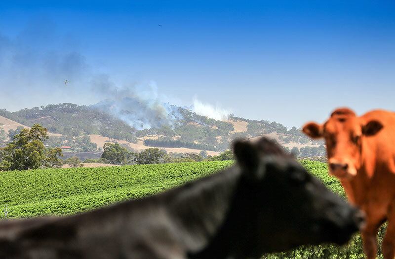 Na Austrália, os incêndios florestais voltaram a assustar moradores e já prejudica a lavoura e a criação de gado. Em Adelaide, neste domingo (4), o fogo chegou perto do gado. Os bombeiros australianos estão lutando contra as chamas no sul do país e já forçaram a retirada de milhares de pessoas de suas casas