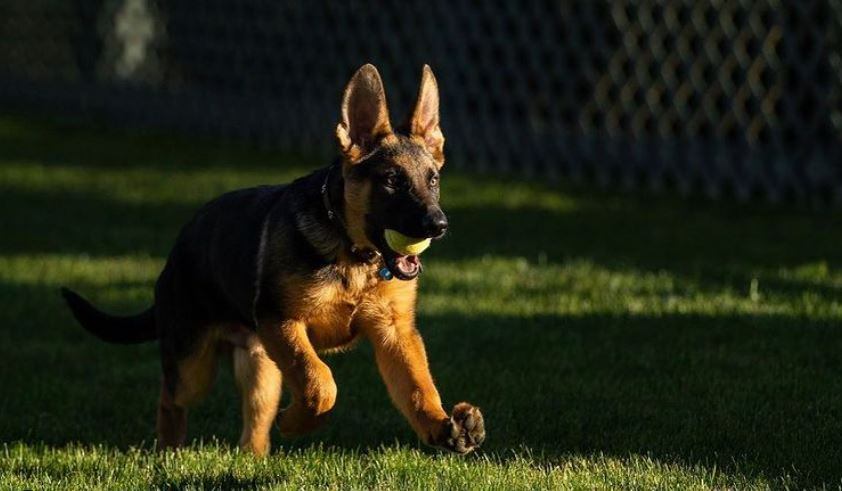 Na Casa Branca, Willow vai ter a companhia de Commander, novo cachorro da família Biden
