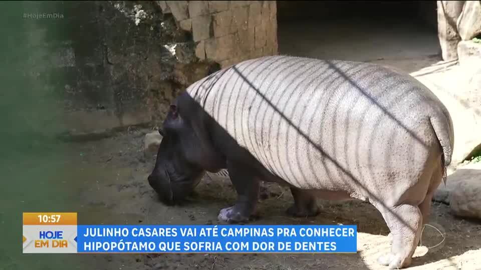Julinho Casares visita Dinho, hipopótamo que vive em Campinas (SP) e passou por tratamento dentário
