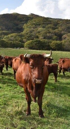 App foi lançado a tempo do Dia dos Namorados nos EUA