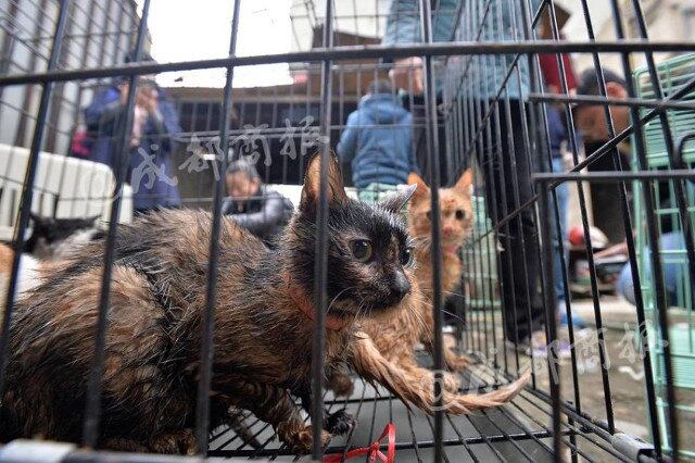 O jornal chinês enviou um repórter disfarçado de comprador para verificar essa fraude local, já que a venda de carne de gato é proibida na cidade