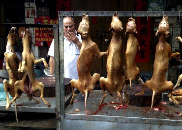 Na terça-feira (22), a cidade de Yulin, no sul da China, deu início ao seu festival de carne de cachorro — que ocorre anualmente apesar da oposição de ativistas de direitos dos animais. Segundo moradores da cidade, novas medidas foram criadas pelo governo com o intuito de manter o evento discreto. 

O que muitos não sabem é que não é só na China que a carne de cachorro é consumida impiedosamente. Veja a lista do portal de notícias britânico Indy100 e conheça os países que mantêm a cruel tradição como hábito