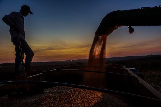 PR - COLHEITA/MILHO - ECONOMIA - Produtores rurais de Campo Mourão, na Região Centro-Oeste do Paraná, estão aproveitando o clima seco para ampliar o horário de colheita de milho, com produção média de 250 sacas por alqueire. A expectativa era de 350 sacas, mas o clima seco no desenvolvimento da cultura, frustrou as expectativas dos agricultores. Na foto, agricultores, colheitadeiras e caminhões durante colheita de milho no final da tarde desta quarta-feira (27). 27/07/2022 - Foto: DIRCEU PORTUGAL/FOTOARENA/FOTOARENA/ESTADÃO CONTEÚDO