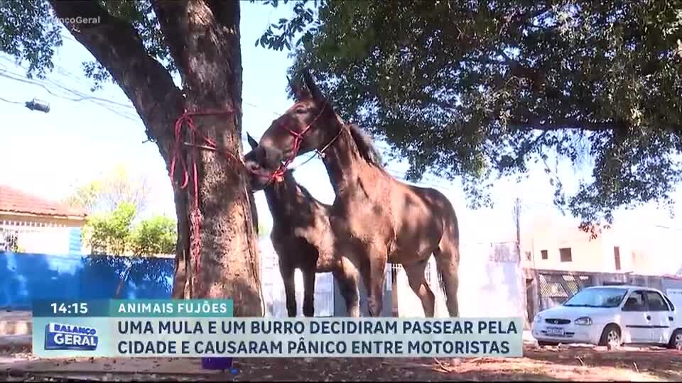 Burro e mula circulam pelas ruas de Campo Grande (MS) e causam transtornos no trânsito