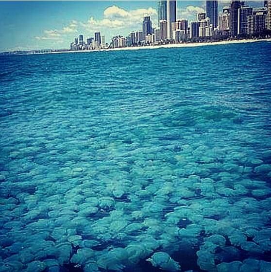 De acordo com os moradores da região, a invasão começou logo após a época de festas de fim de ano, e desde então a quantidade de águas-vivas está cada vez maior