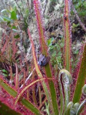 Esses braços da Drosera são capazes de se movimentar. Ao capturar uma presa, eles se dobram para prendê-la ainda mais na mucosa