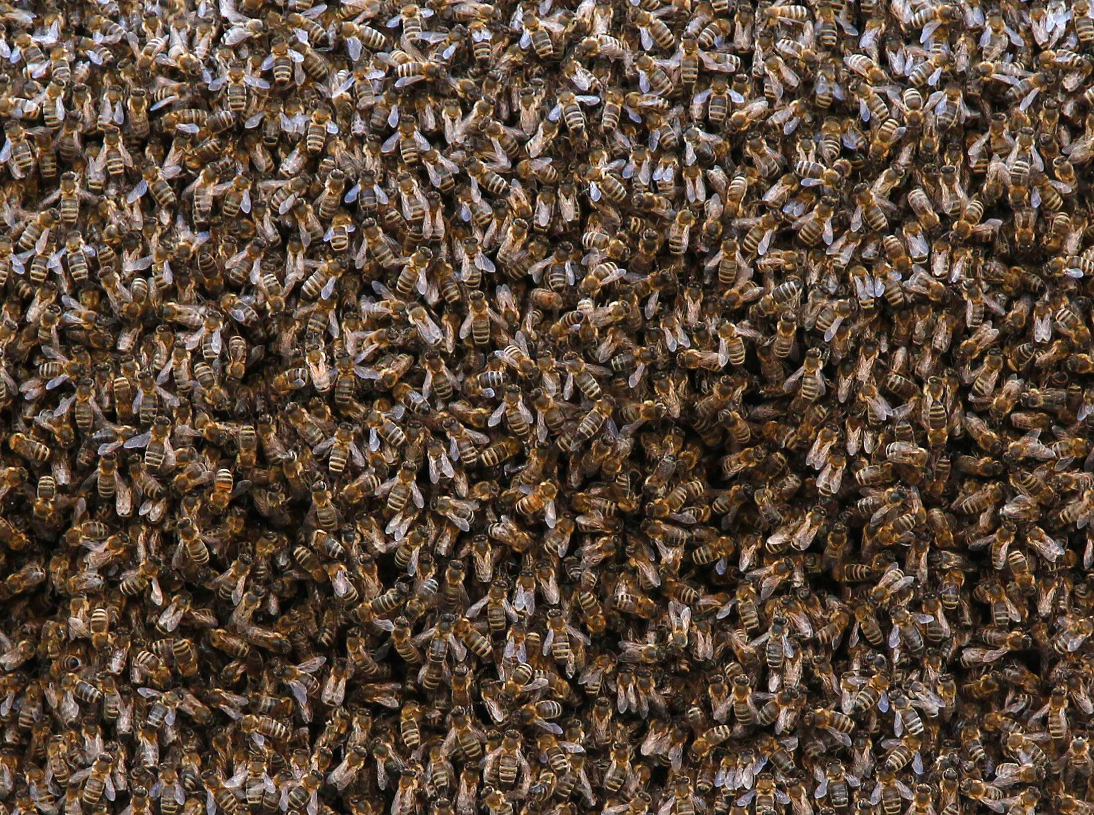 Colônia abelhas Berna Suíça 