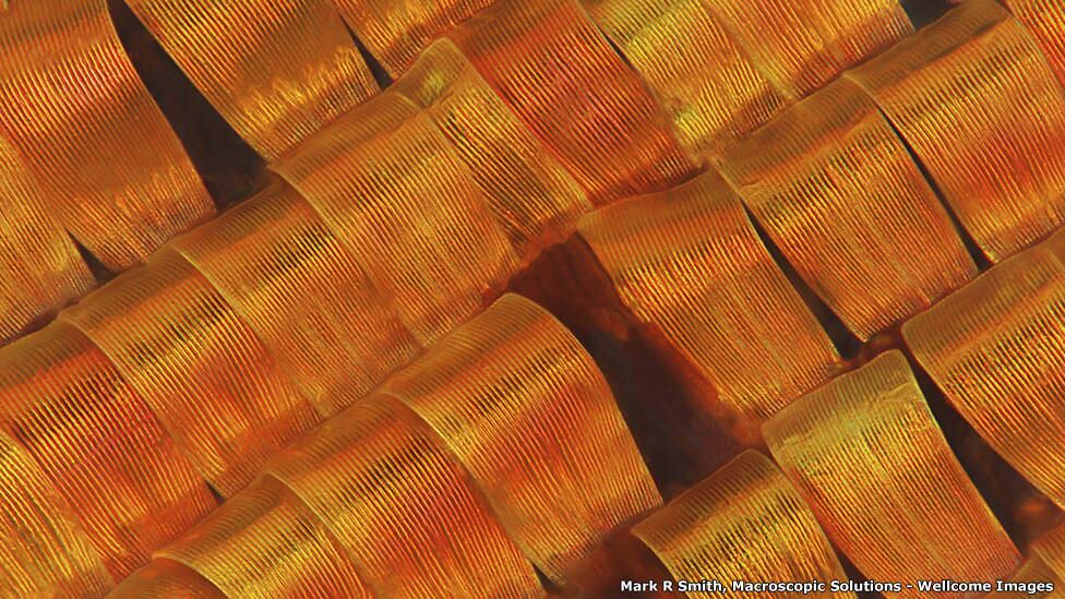 É o abstrato que chama a atenção para essa imagem, cuja coloração é pura ilusão de ótica. Ela mostra escamas de uma mariposa de Madagascar, que é frequentemente confundida com uma borboleta. No entanto, segundo o juiz Eric Hillare, essas escamas não tem pigmento, e o que dá a cor alaranjada à imagem é a forma como a luz atinge as suas curvas. A foto de Mark R Smith tem 0,75 milímetros 