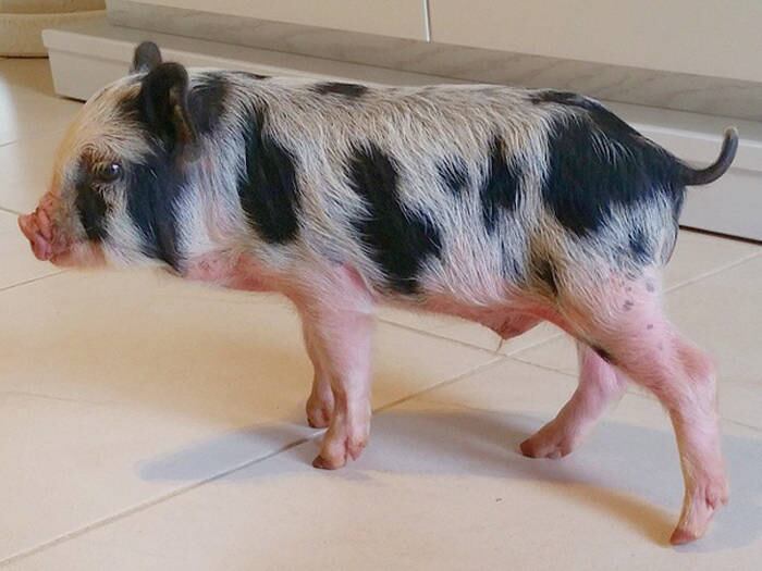 Tudo
começou quando, durante suas férias com a família, Aline visitou um sítio e viu
o pequeno porquinho. Ao descobrir que se tratava de um mini pig e ele não
cresceria muito, a bela se encantou

+ Aline Riscado revela que não se preocupa com alimentação: “Sou viciada em chocolate”

+ Gente como a gente! Aline Riscado fala rotina de exercícios: “Não tenho um prazer imenso em malhar”

