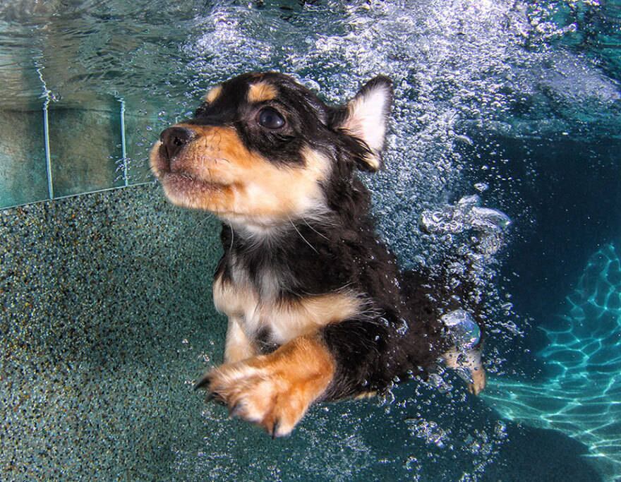 

Olha que gracinha de cachorro!
