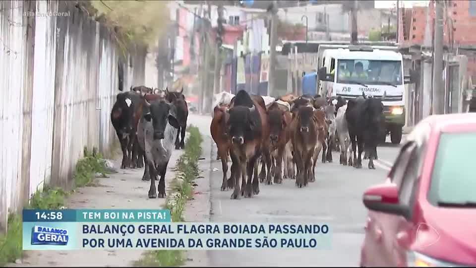 Balanço Geral flagra boiada passando por avenida em Itaquaquecetuba (SP)