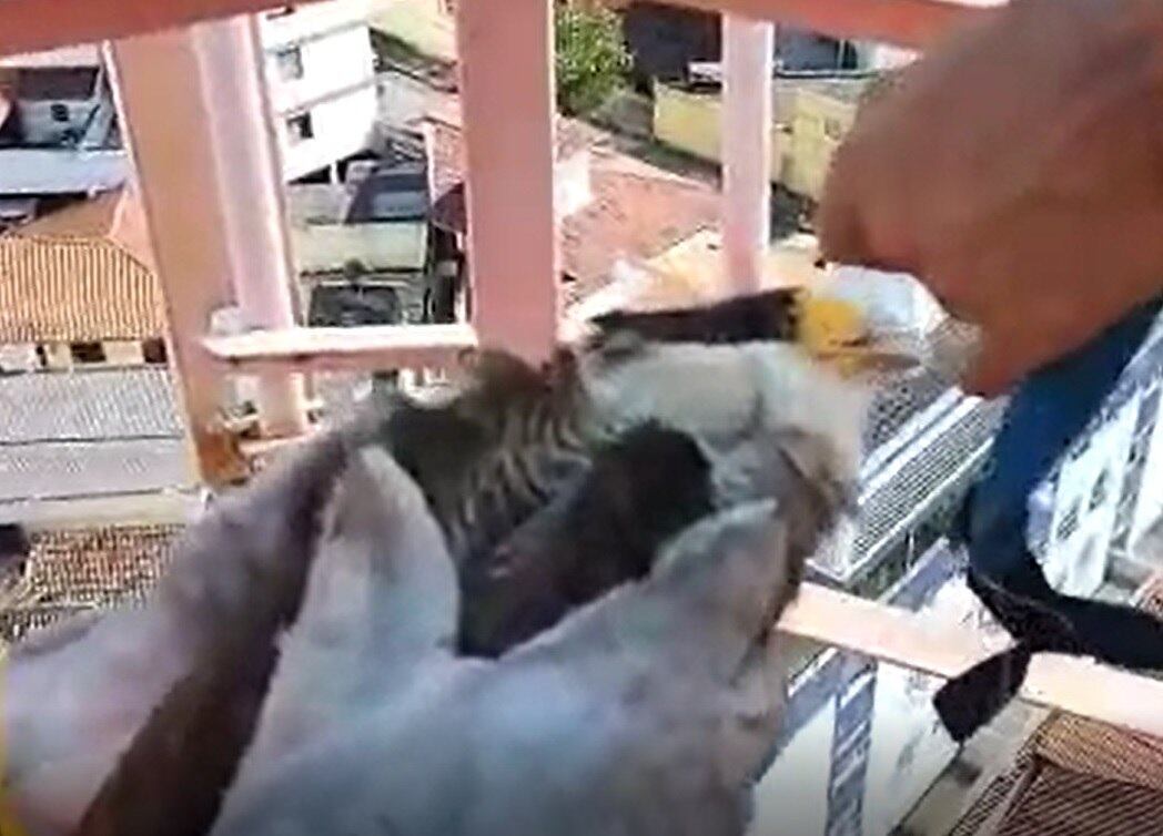 Gavião ficou preso no alto de torre de telefonia