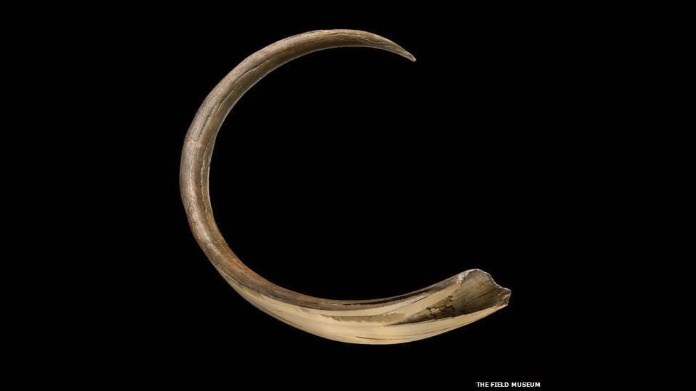 Esta é a presa de um mamute. Ela cresce em camadas, ano a ano. A partir
de sua análise, cientistas conseguem determinar a idade de um mamute à
época de sua morte