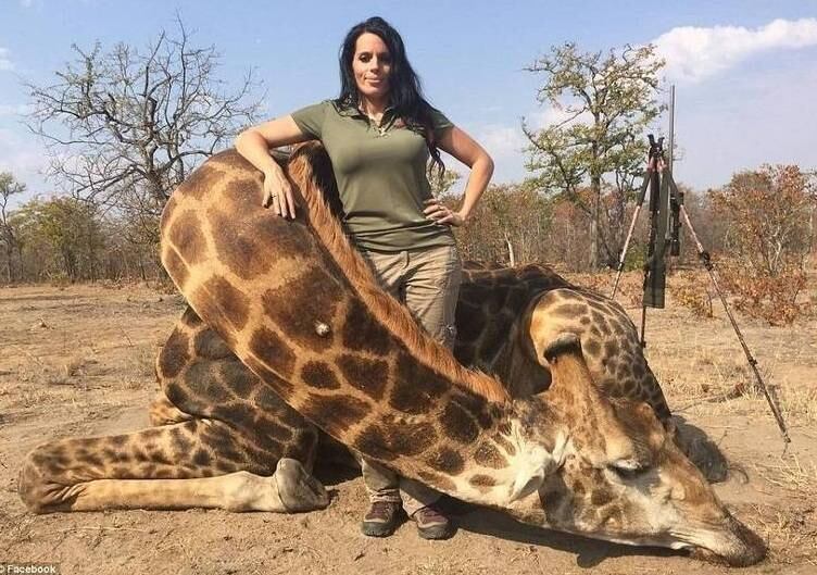Sabrina Corgatelli, contadora na Universidade de Boise, IdSabrina Corgatelli, contadora na Universidade de Boise, IdahSabrina Corgatelli, contadora na Universidade de Boise, Idaho, postou uma foto de si mesma ao lado de uma girafa morta após um jogo de caça comparado ao que Walter Palmer matou o leão Cecil, o mais famoso do safári de Zimbabwe na África. Ela ainda respondeu às críticas dizendo que era um hobby do qual não abriria mão 
