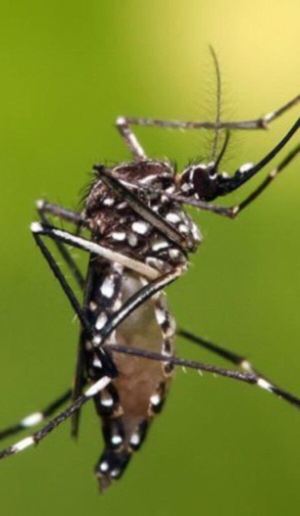 O zika vírus já foi encontrado de forma ativa, ou seja, com potencial de infecção, na urina e na saliva. O anúncio foi feito nesta sexta-feira (5) pelo presidente da Fiocruz (Fundação Oswaldo Cruz), Paulo Gadelha. Recentemente, cientistas americanos já haviam levantado a possibilidade de o zika vírus ser transmitido pela saliva. A evidência inédita foi constatada pelo Laboratório de Biologia Molecular de Flavivírus do instituto.