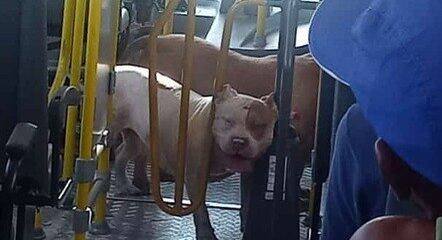 Cães da raça pit bull foram retirados pelo motorista do coletivo