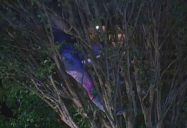 Nicole Bahls

Nicole aproveitou a florada da jabuticabeira para se deliciar com as frutas. Ela subiu na árvore e ficou um tempão por lá sozinha aproveitando as jabuticabas
