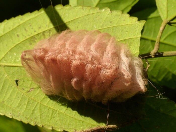 Espécie: Flannel Moth