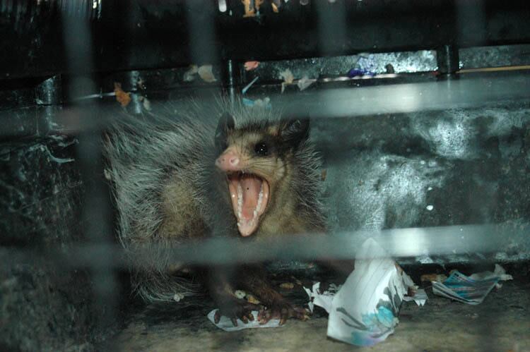 Bombeiros foram acionados para resgatar o animal, que estava assustado. O gambazinho não se machucou na queda